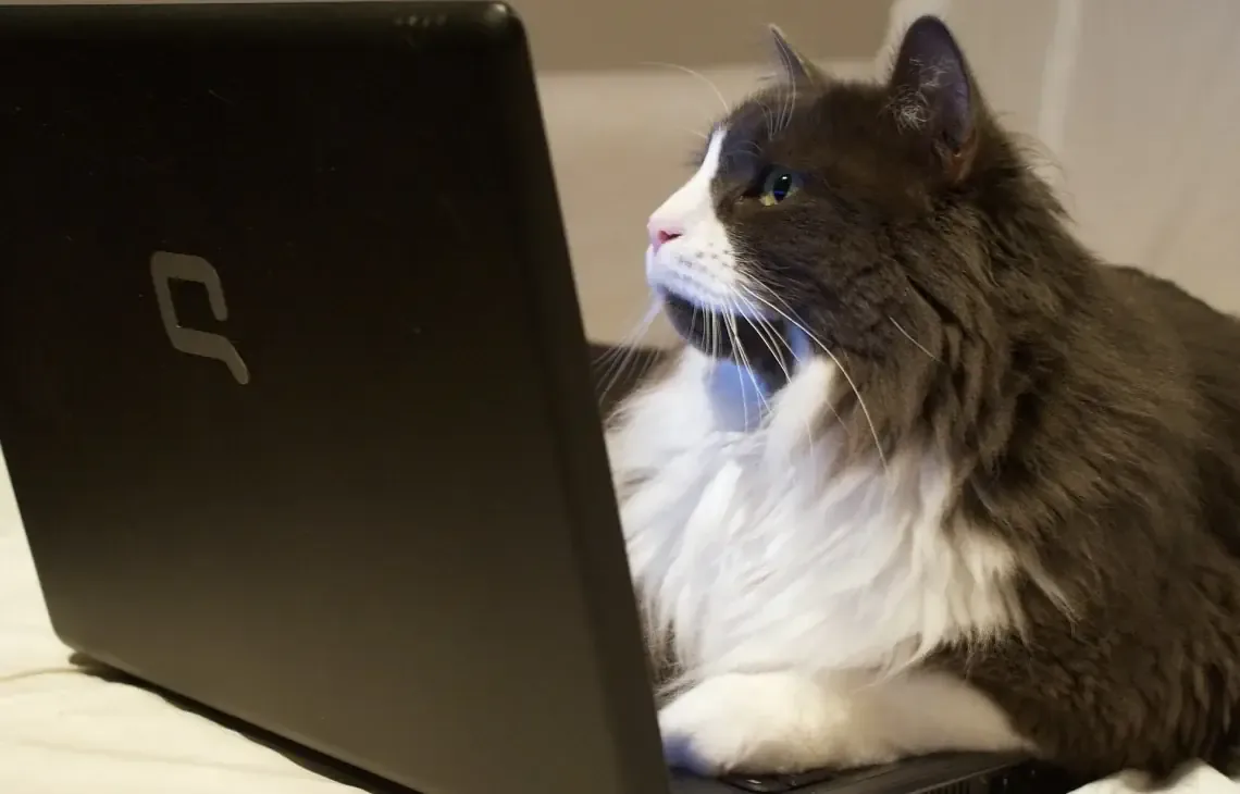 Kot patrzący na ekran laptopa, brak związku z matrycą lub oczekiwaniem na części — Naprawa ekspresowa laptopa Lenovo — kiedy jest możliwa i ile kosztuje